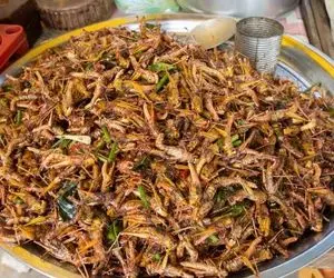 ملخ سرخ شده / یه غذای خیابانی معروف تو اوگاندا که طرفدار داره کرور کرور