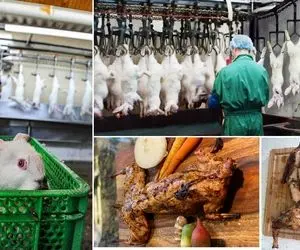 مزرعه فرآوری گوشت خرگوش ؛ از پرورش و جفت گیری تا سلاخی و کباب کردن !