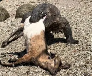 مستند وحش؛ کومودو ازازیل دهنشو پاره میکنه که بره رو درسته ببلعه