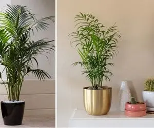 شرایط نگهداری از گیاه شامادورا / با رعایت این نکات، رشد و شادابی گیاهت تضمینه