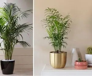 شرایط نگهداری از گیاه شامادورا / با رعایت این نکات، رشد و شادابی گیاهت تضمینه