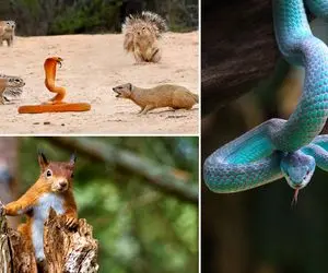 (ویدئو) از جذابیت های حیات وحش؛ سنجاب هایی که دور مار قلعه کشیدن و روشو کم کردن!