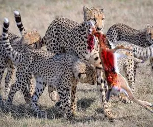 جذابیت حیات وحش؛ پلنگ های ددمنش گروهی ریختن سر غزال تیزپا استخوناشم تناول کردن