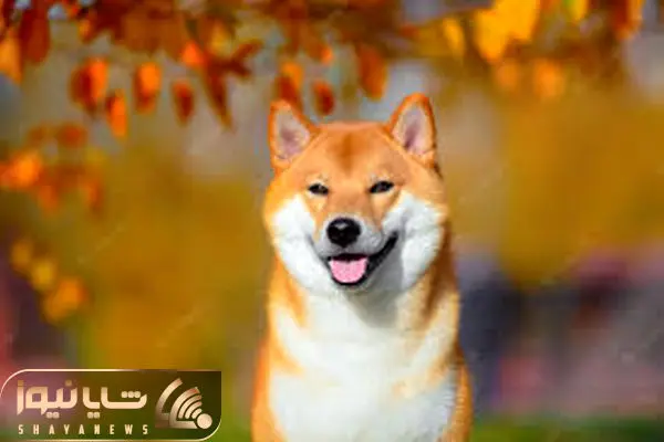 SHIBAINU