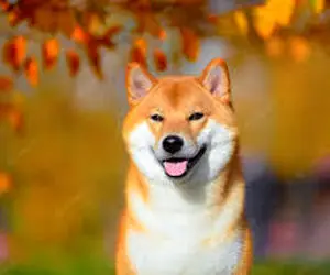 اتفاقی مرموز و شوکه کننده برای شیبااینو!