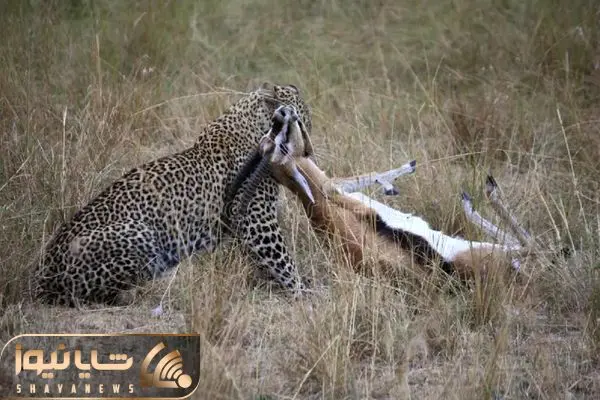 Leopard+CATCHES+a+Gazelle.jpg