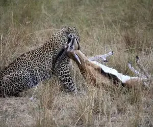 مستند حیات وحش؛ یوزپلنگ از قفا غزال شکار کرد