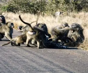 مستند حیات وحش؛ پلنگی که به دست لشکر بابون ها جانانه خار شد