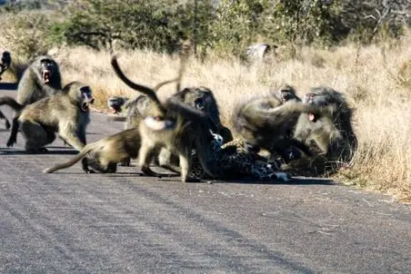 مستند حیات وحش؛ پلنگی که به دست لشکر بابون ها جانانه خار شد
