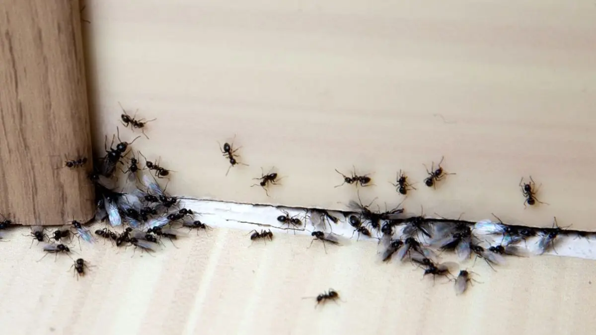 از بین بردن مورچه بالدار در خانه