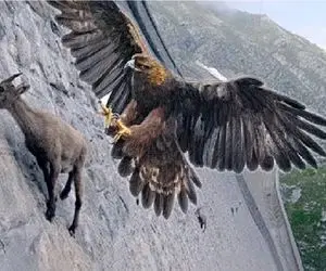 جذابیت حیات وحش؛ عقاب میخوره وسط بازی بز با جاذبه کیفشو ببره