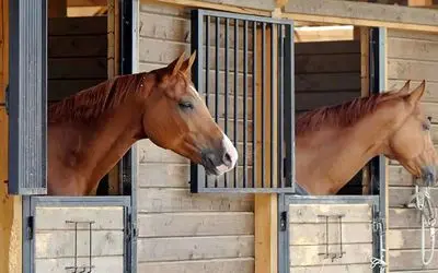 حمله رژیم اسرائیل به ۲ اصطبل پرورش اسب در کرمانشاه؛ ۵۰ رأس اسب تلف شد