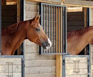 حمله رژیم اسرائیل به ۲ اصطبل پرورش اسب در کرمانشاه؛ ۵۰ رأس اسب تلف شد