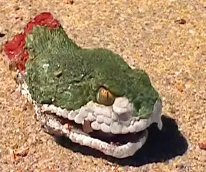 از عجایب روزگار؛ گردن این مار کریه و زدن ولی هنوز زنده است منتظر بدنش رشد کنه