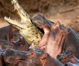 از بدایع حیات وحش؛ اسب آبی شریر گلوی تمساحو پاره میکنه گوشتشو به همراه خونش میل میکنه