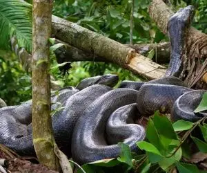 غول های دنیای خزندگان؛ 15 تا از بزرگترین مارهای تاریخ