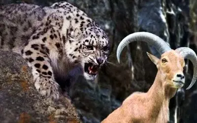 نبرد حیات وحش/ با پدیدار شدن پلنگ ها رعب و وحشت به جون گله بزهای شاخدار افتاد