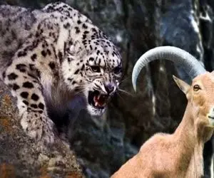 نبرد حیات وحش/ با پدیدار شدن پلنگ ها رعب و وحشت به جون گله بزهای شاخدار افتاد