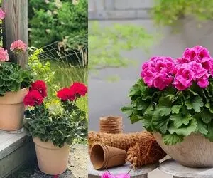 میزان و نحوه صحیح آبیاری شمعدانی؛ هر چند وقت یکبار شمعدونی رو آبیاری کنیم؟