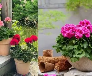 میزان و نحوه صحیح آبیاری شمعدانی؛ هر چند وقت یکبار شمعدونی رو آبیاری کنیم؟