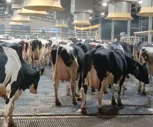 فرآوری گاو؛ گاوهایی که انگار شیرشون وصل به شهر و هرچی دوشیده بشن باز شیر دارن