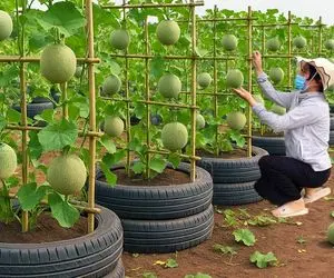 ایده های خلاقانه؛ تو لاستیک خاک ریختن طالبی کاشتن واسه برداشتش کامیون ارسطو لازم