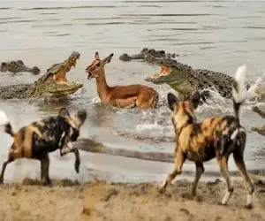 جذابیت حیات وحش؛ آهویی که دوبار جست آخر تو مشت افتاد