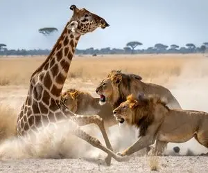 بدایع حیات وحش / شیر زرافه غول را به زیر کشید تا برای بلعیدن آماده شود