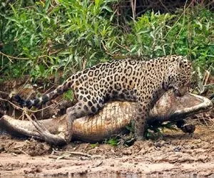 از جذابیت حیات وحش؛ پلنگ چش قشنگه پرید رو کول تمساح سفاک و شروع کرد به بلعیدن