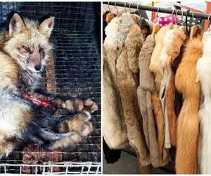 فرآوری روباه؛ پوست روباه زرد و بعد تولید مثل درسته کندن واسه پالتو گوشتشو مثله میکنن