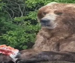 معماری طبیعت؛ خرس متوهم به خیالش همه میخوان غذاشو بدزدن عین کاراگاه گجت شده حین خوردن
