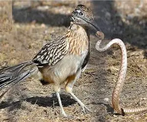 جذابیت حیات وحش / افعی مرگبار مقابل کوکوی دونده هیچ شانسی ندارد