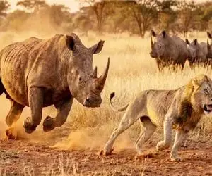 مستند حیات وحش؛ شیر همیشه ام شیر نیست گاهی موش میشه