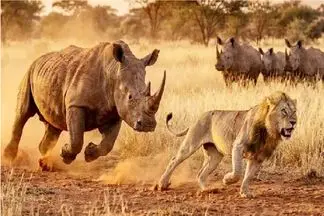 مستند حیات وحش؛ شیر همیشه ام شیر نیست گاهی موش میشه