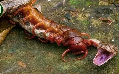 شاهکار حیات وحش / تبانی مورچه های کارگر عطای مار را به لقاش بخشید