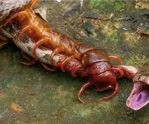 شاهکار حیات وحش / تبانی مورچه های کارگر عطای مار را به لقاش بخشید