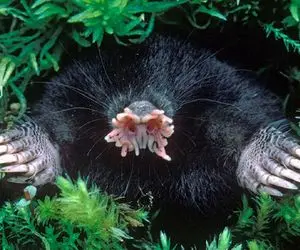 راز بقا‌‌‌؛ خوفناک ترین حیوان دنیا که صورت نداره، یه حفره داره که همه چی رو میبلعه