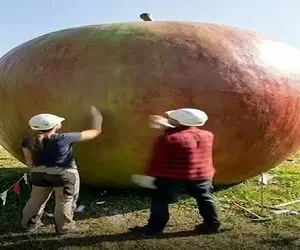 معماری خلاقانه؛ سیب چوبی ساختن توشو خالی کردن مبل چیدن آدم از این همه هنرشون میهنگه