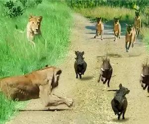مستند حیات وحش؛ گراز با فرار از شیر معجزه کرد