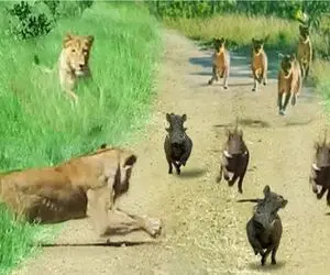 مستند حیات وحش؛ گراز با فرار از شیر معجزه کرد