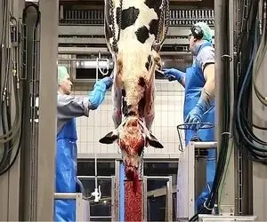 فرآوری گاو؛ گاو صد تنیو از پا آویزون و زنده پوست میکنن و قبل سلاخی شقه میکنن