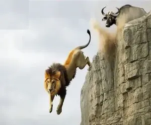 مستند حیات وحش؛ شیر شقی انقدر پیگیر بوفالو شد که جاذبه ازش دفاع کرد