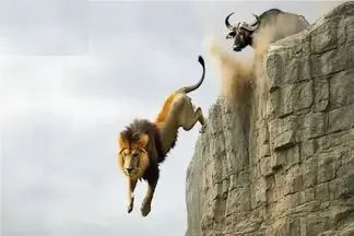 مستند حیات وحش؛ شیر شقی انقدر پیگیر بوفالو شد که جاذبه ازش دفاع کرد