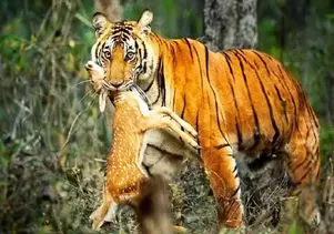 مستند حیات وحش؛ ببر جنگی را زخم زیبا می کند