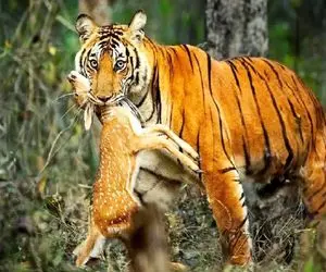 مستند حیات وحش؛ ببر جنگی را زخم زیبا می کند