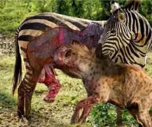 جنگ حیات وحش/کفتار بی رحم شکم گورخر رو سفره میکنه دل همه رو ریش