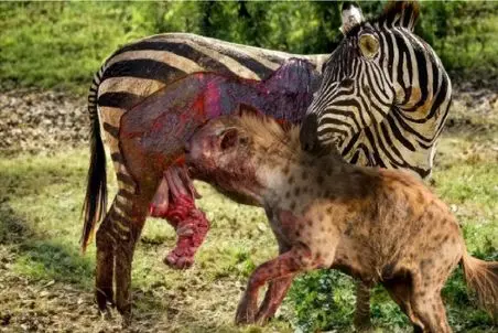 جنگ حیات وحش/کفتار بی رحم شکم گورخر رو سفره میکنه دل همه رو ریش
