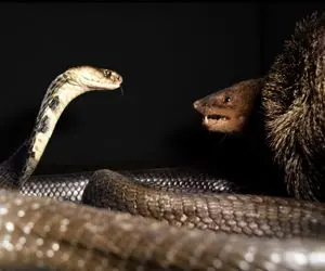 آن روی طبیعت وحشی؛ خطرناک‌ترین مار نه کبراست و نه افعی بلکه ایشونه