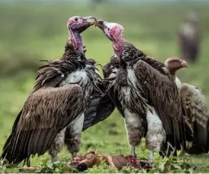 شاهکار حیات وحش؛ کرکس های لاشخور تو آسمون حلقه زدن یورش بردن سمت لاشه گوسفدا