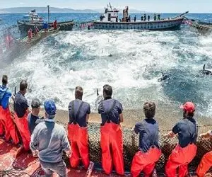 شکارهای غول آسا؛ ببین چه خفن صدها ماهی رو با قایق های عجیب صید میکنن و میبرن کارخونه